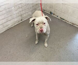 American Pit Bull Terrier Dogs for adoption in San Bernardino, CA, USA