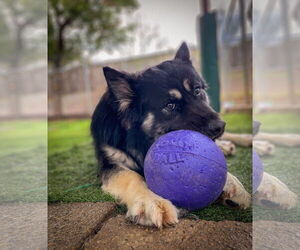 German Shepherd Dog-Unknown Mix Dogs for adoption in San Diego, CA, USA