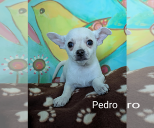 Chihuahua-Unknown Mix Dogs for adoption in Fresno, CA, USA