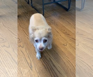 Chihuahua Dogs for adoption in Tenafly, NJ, USA