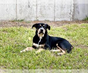 Huskies -Unknown Mix Dogs for adoption in San Antonio, TX, USA