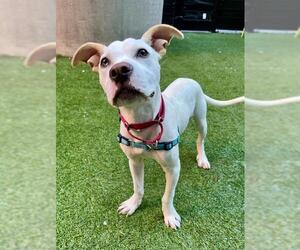 Mutt Dogs for adoption in San Francisco, CA, USA