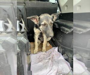 German Shepherd Dog Dogs for adoption in Stockton, CA, USA