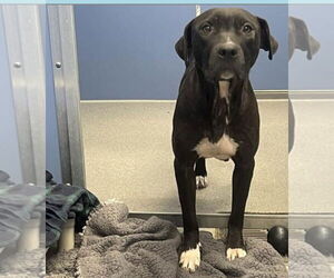 Labrador Retriever-Unknown Mix Dogs for adoption in Chandler, AZ, USA