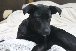 Borador Dogs for adoption in Rosenberg, TX, USA