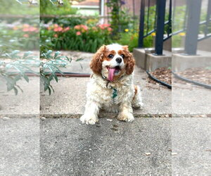 Cavalier King Charles Spaniel Dogs for adoption in St. Louis Park, MN, USA