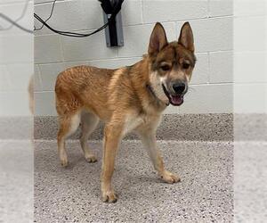 German Shepherd Dog-Unknown Mix Dogs for adoption in Brighton, CO, USA