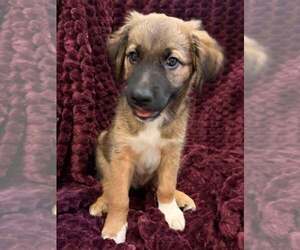 Medium Photo #3 Mutt Puppy For Sale in Candler, NC, USA