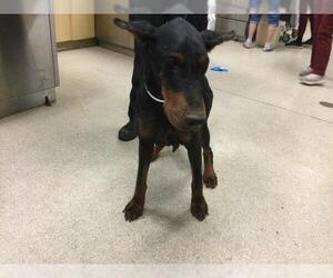 Doberman Pinscher Dogs for adoption in Riverside, CA, USA