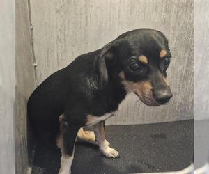 Chihuahua-Unknown Mix Dogs for adoption in San Antonio, TX, USA