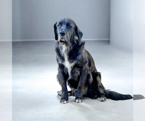 Mutt Dogs for adoption in Vail, AZ, USA