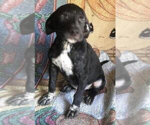 Labrador Retriever-Unknown Mix Dogs for adoption in Dunnellon, FL, USA