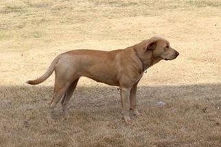 Medium Photo #1 Labrador Retriever Puppy For Sale in Lone Oak, TX, USA