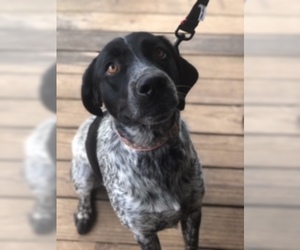 German Shorthaired Pointer Dogs for adoption in Dalzell, SC, USA