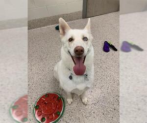 Siberian Husky Dogs for adoption in Brighton, CO, USA