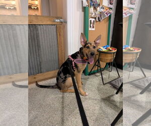 Catahoula Leopard Dog-Unknown Mix Dogs for adoption in St. Louis Park, MN, USA