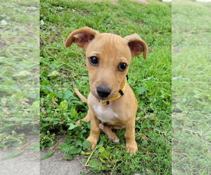 Chiweenie Dogs for adoption in New London, WI, USA