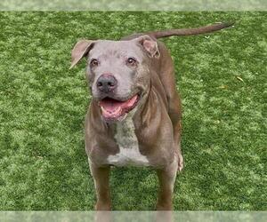 American Pit Bull Terrier-Unknown Mix Dogs for adoption in Moreno Valley, CA, USA