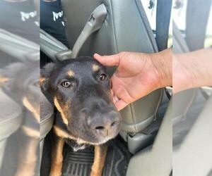 German Shepherd Dog Dogs for adoption in Stockton, CA, USA