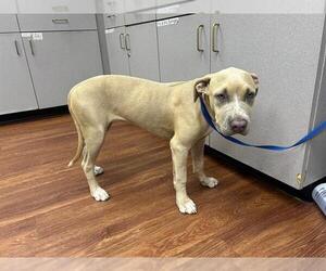 American Pit Bull Terrier Dogs for adoption in Orlando, FL, USA