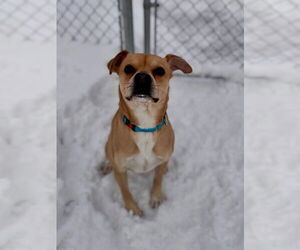 Pug-Unknown Mix Dogs for adoption in Muskegon, MI, USA