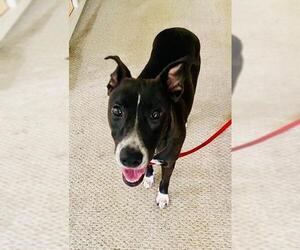 Greyhound-Whippet Mix Dogs for adoption in Plantation, FL, USA