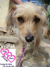 Mutt Dogs for adoption in Canutillo, TX, USA