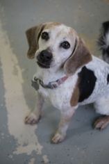 Beagle Dogs for adoption in Phoenix , AZ, USA