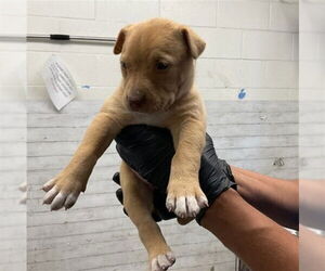 American Pit Bull Terrier Dogs for adoption in San Bernardino, CA, USA