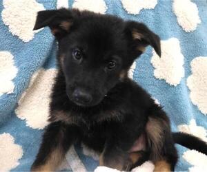 Mutt Dogs for adoption in Thief River Falls, MN, USA