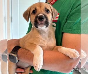 Labrador Retriever-Unknown Mix Dogs for adoption in Washington, DC, USA