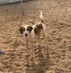 Coonhound-Pointer Mix Dogs for adoption in Baraboo, WI, USA