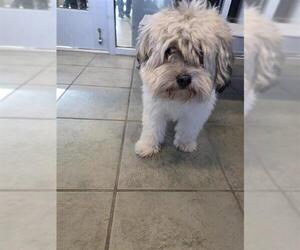 Mutt Dogs for adoption in San Antonio, TX, USA