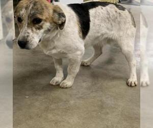 Beagle Dogs for adoption in Eureka Springs, AR, USA