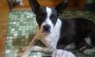 Boston Terrier-Unknown Mix Dogs for adoption in Newport, KY, USA