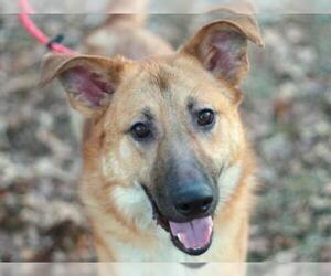 German Shepherd Dog-Unknown Mix Dogs for adoption in Cookeville, TN, USA
