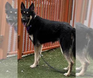 German Shepherd Dog-Unknown Mix Dogs for adoption in Las Vegas, NV, USA