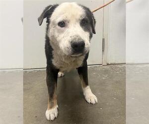 Sheprador Dogs for adoption in Rosenberg, TX, USA