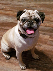 Pug Dogs for adoption in San Pedro, CA, USA