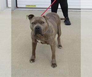 American Staffordshire Terrier Dogs for adoption in Louisville, KY, USA