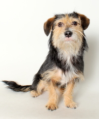 Australian Terrier Dogs for adoption in West Hollywood, CA, USA