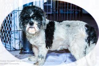 Shih Tzu Dogs for adoption in Kansas City, MO, USA