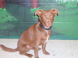 Chiweenie Dogs for adoption in Bellbrook, OH, USA