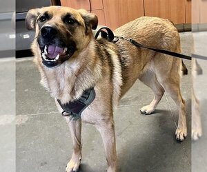 German Shepherd Dog-Unknown Mix Dogs for adoption in Santa Cruz, CA, USA