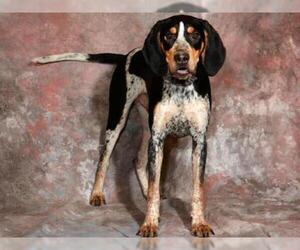 Treeing Walker Coonhound Dogs for adoption in West Valley, UT, USA