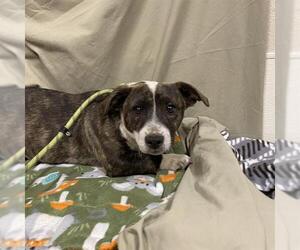 American Pit Bull Terrier-Unknown Mix Dogs for adoption in Modesto, CA, USA