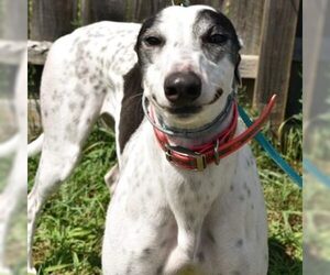 Greyhound Dogs for adoption in Grandville, MI, USA