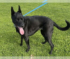 German Shepherd Dog Dogs for adoption in Petaluma, CA, USA