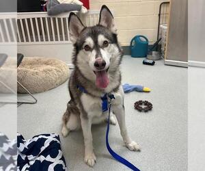 Siberian Husky Dogs for adoption in Boston, MA, USA