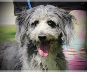 Aussiedoodle Dogs for adoption in Yardley, PA, USA